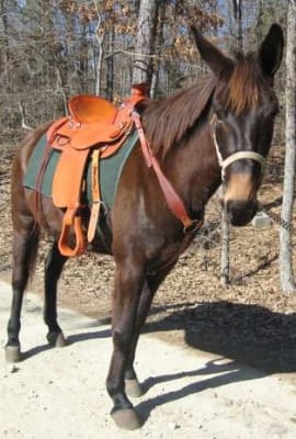Pulling Breast Collar