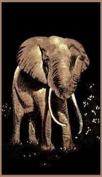 African Elephant 5 x 8 Rug by CTC - CTC-AF-Elephant-1
