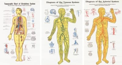 prep room anatomical charts
roll up for easy storage
arterial & venous charts are 23" x 36"
circulatory chart is 18" x 30"
pl