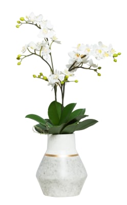 WHITE MINI PHAL IN GREY WHITE POT