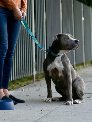 Sleepypod Traffic Leash