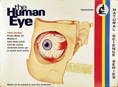 Box art of vintage Lindberg model kit of the Human Eye with illustration of the model.