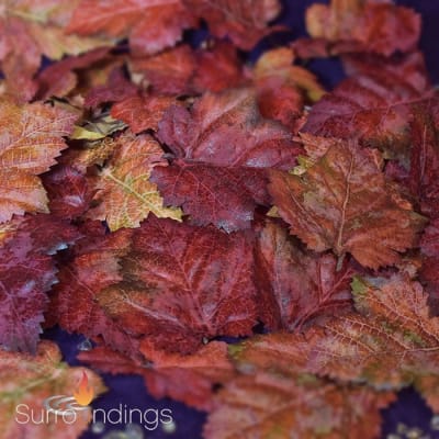 Decorative fall leaves