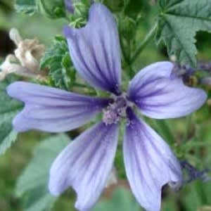 Blue Malva (Mallow) Extract - Water Based