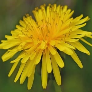 Dandelion Leaf Extract - Water Based