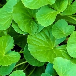 Gota Kola Extract - Water Based