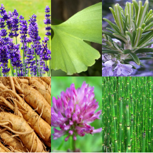 Growth Blend Extract - Water Based