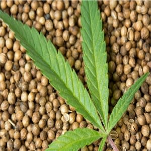 Hemp Seed Extract - Water Based