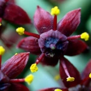 Jaborani Extract - Water Based