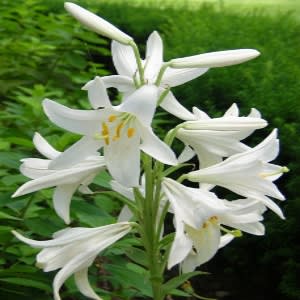 Lily Extract - Water Based