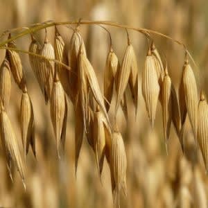 Oat Kernel Extract - Water Based