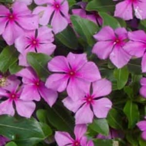 Periwinkle Extract - Water Based