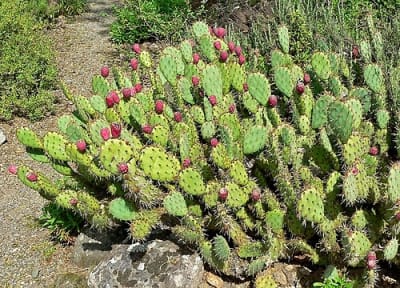 Prickly Pear Cactus Extract - Water Based