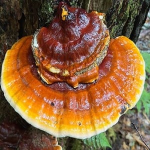 Reishi Mushroom Extract - Water Based