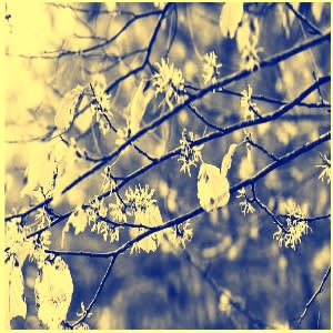 Witch Hazel Extract - Water Based