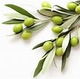 Italian Coratina Extra Virgin Olive Oil *2025* Crush & Kosher Certified