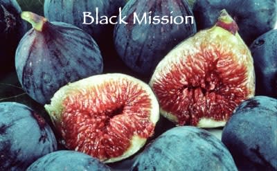 Italian 'Black Mission Fig' Aged Dark Balsamic Condimento