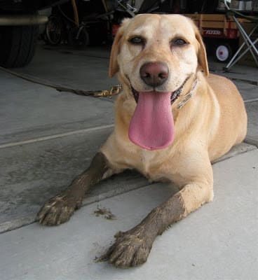 Wet muddy dog paws after walking outside