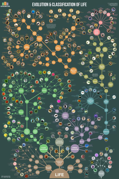 Evolution & Classification of Life Wall Chart. This sturdy 24 Inch x 36 Inch wall chart is unique in that it serves as both a timeline of evolution and a guide to biological classification. Over 250 plant, animal, and microbe species are arranged accordin
