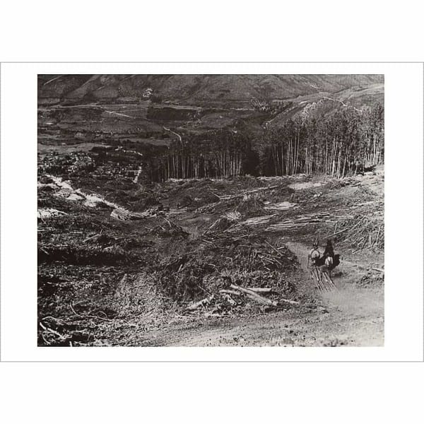 Ruthies Run Being Cut On Aspen Mountain Greeting Card