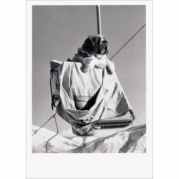 Bingo the Aspen Ski Dog Greeting Card