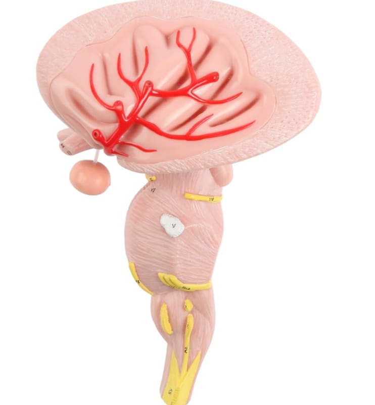 Recurring Brain Stems