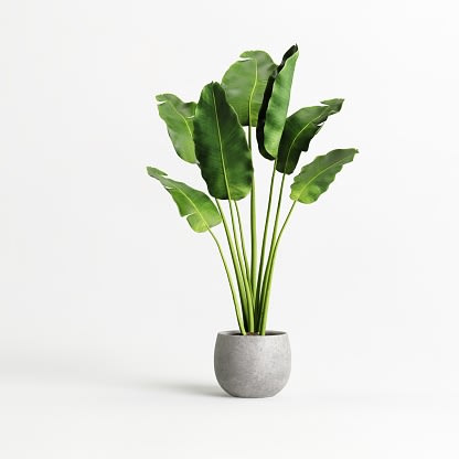 Plant