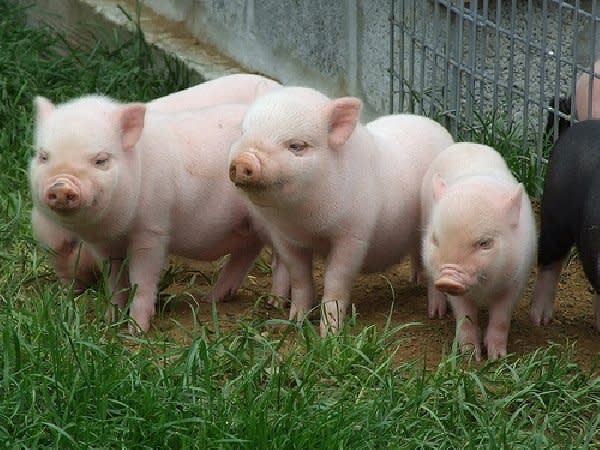 Organic Hog Early Grower - 18%