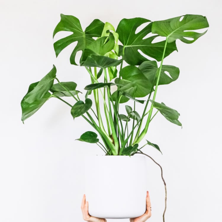 Monstera Plants