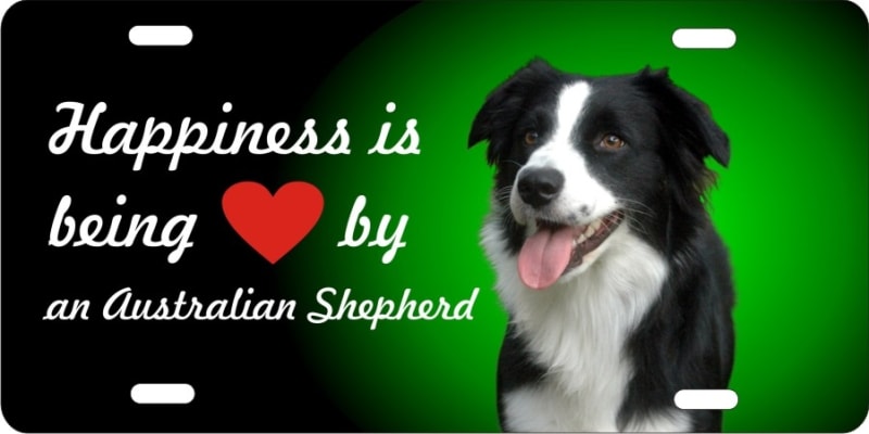 Australian Shepherd personalized novelty vanity front license plate
