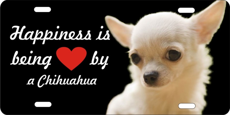 Chihuahua white personalized novelty front license plate Decorative car tag