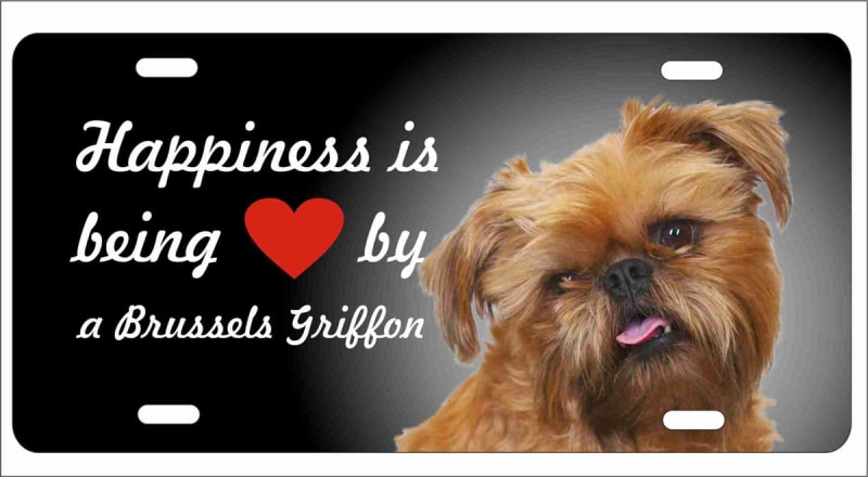 brussels griffon novelty license plate