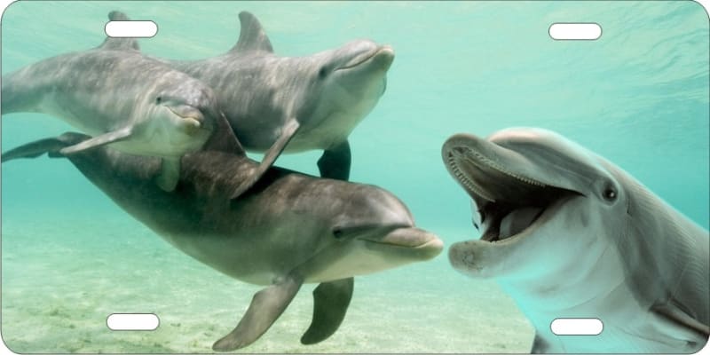 dolphins personalized novelty license plate Custom License Plates, Personalized License Plates, Decorative License Plates, Front License Plates, Car Tags, airbrush