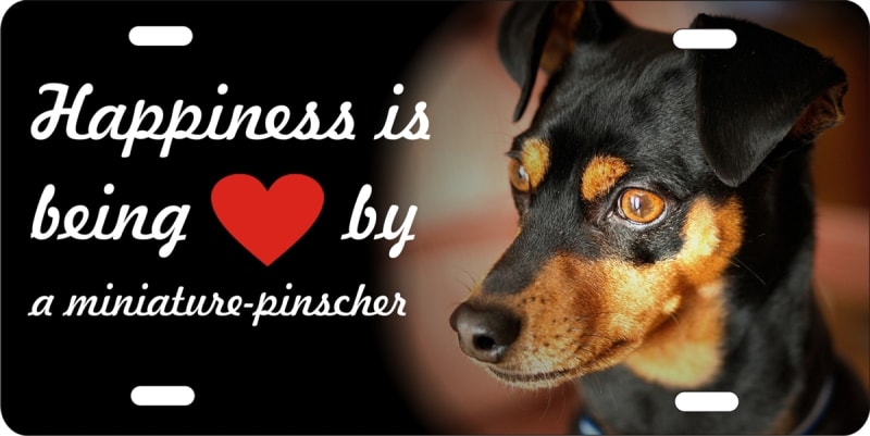 miniature pinscher personalized novelty license plate Custom License Plates, Personalized License Plates, Decorative License Plates, Front License Plates, Car Tags, airbrush