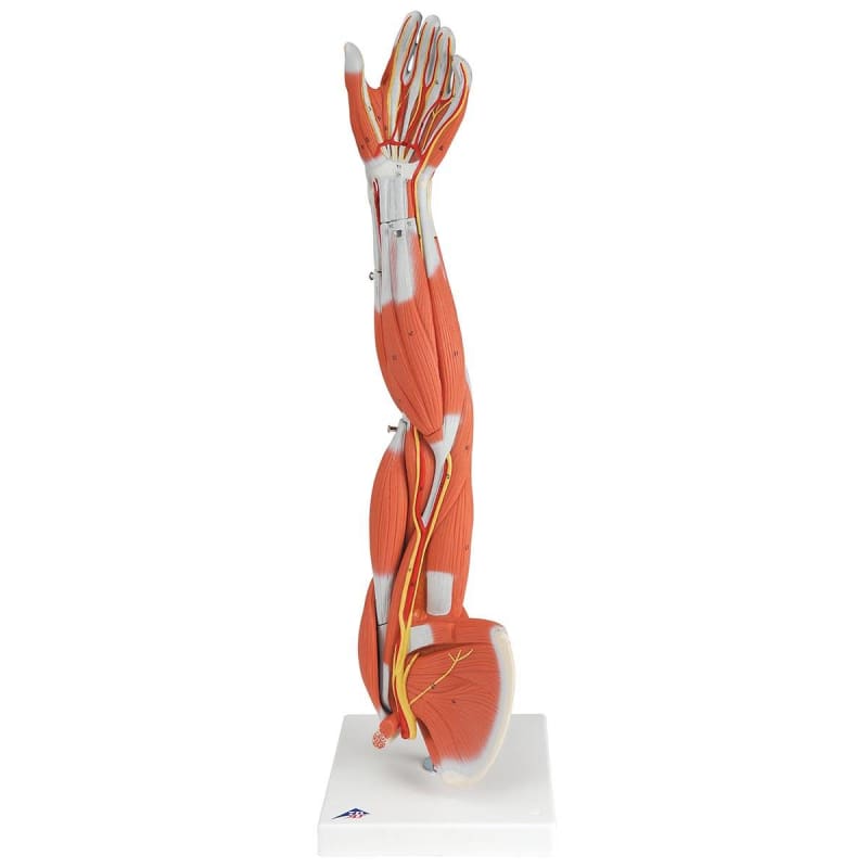 3B Scientific Dissectible Muscled Arm