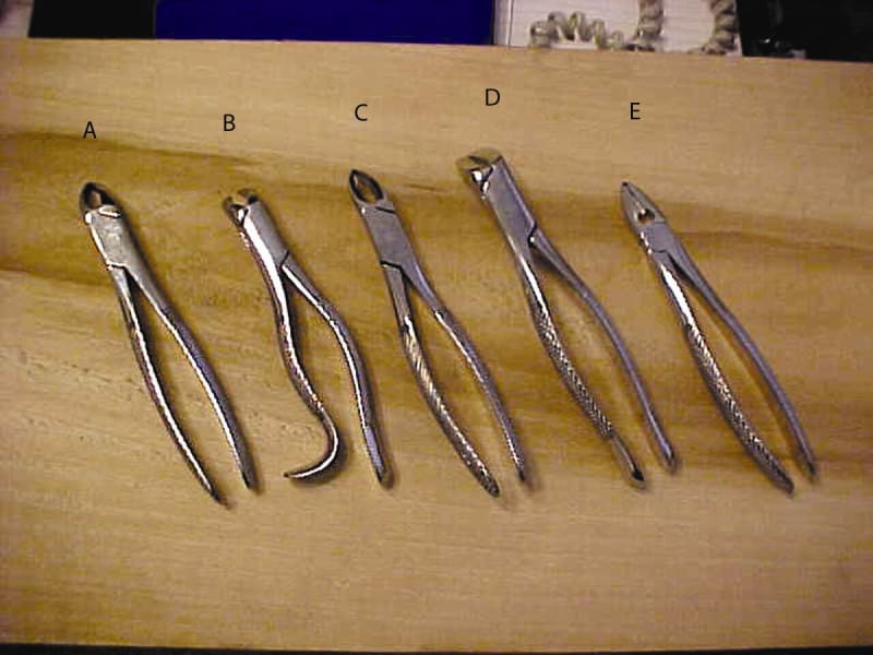 BB 116 1st & 2nd Lower Molars Universal; Cow Horn (A)