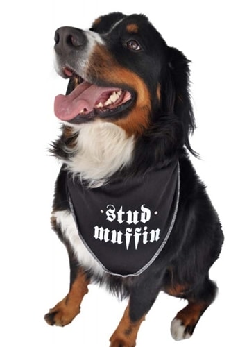 Stud Muffin Bandanas Stud Muffin Bandanas