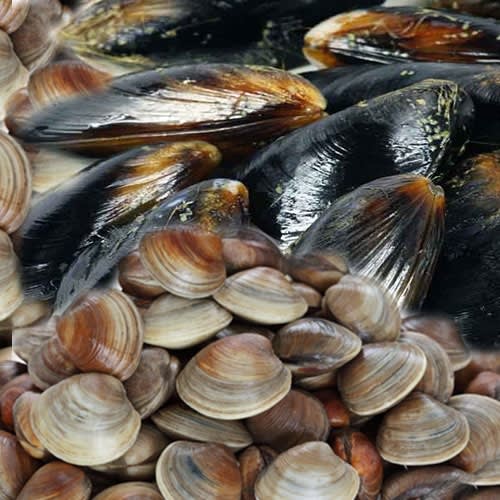 photo of Shellfish Sampler