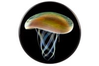 Jellyfish Plugs