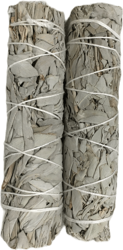 White Sage Salvia apiana Smudge Medium