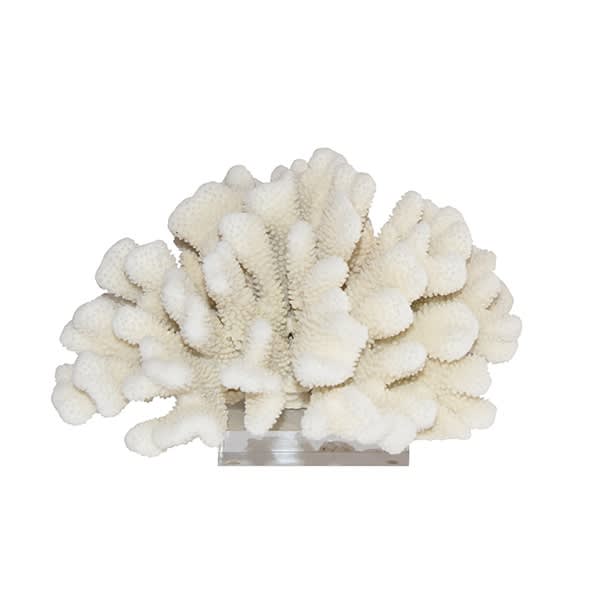 Cauliflower Coral