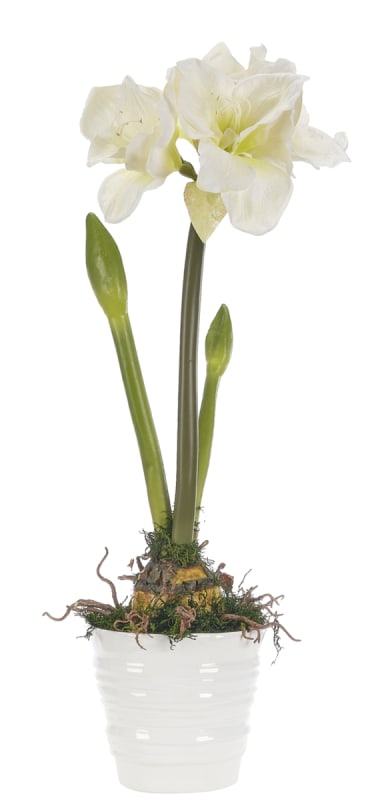 Amaryllis White Ceramic Pot Arrangement