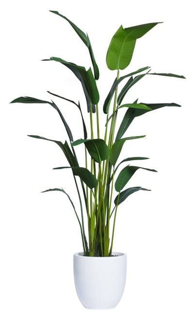 9.5' TRAVELERS PALM IN WHITE POT