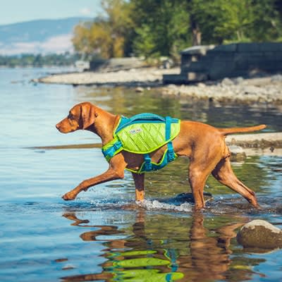 Canine Life Jackets