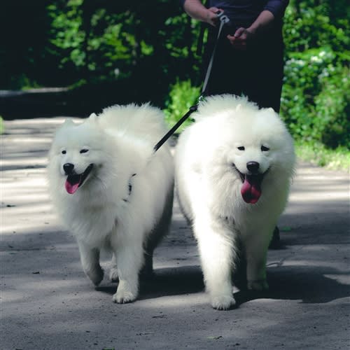 Pet Wellness and Grooming Solutions