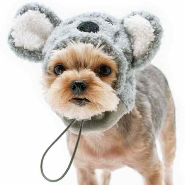 Koala Bear Dog Halloween Costume