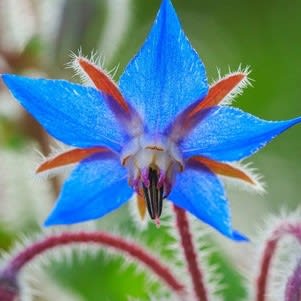 Borage Extract - Water Based