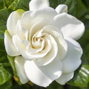 Gardenia Aroma - Oil Based