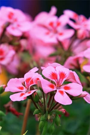 Geranium - Rose Essential Oil
