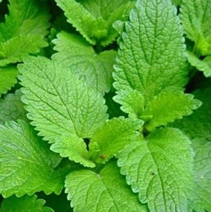 Lemon Balm Hydrosol